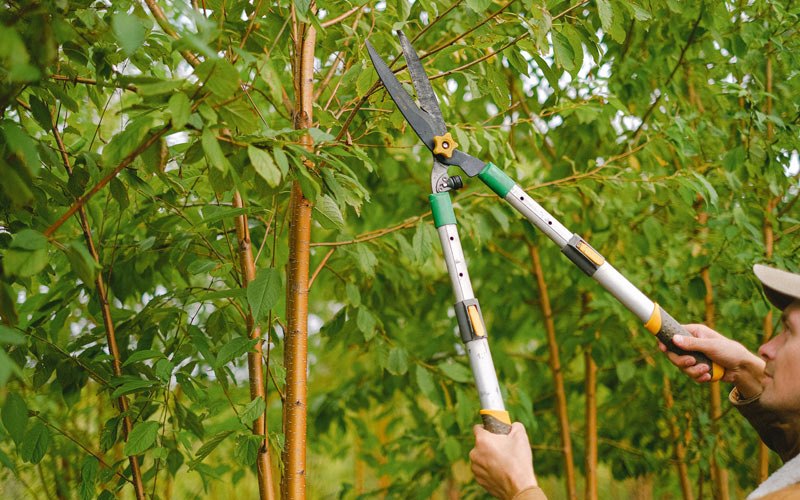 Tree trimming in Colebrook, CT