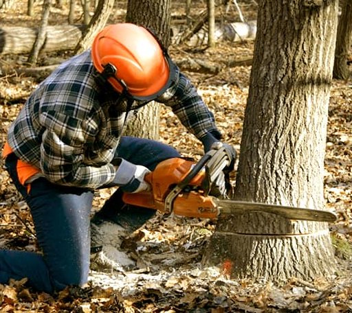 Tree Removal in Colebrook, CT